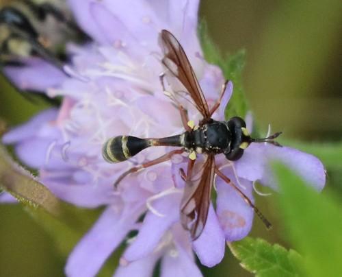 Réf. 236 318 : Physocephala rufipes
